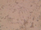 Pluteus brunneidiscus image
