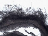 Chaetocalathus craterellus image