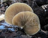 Crepidotus mollis image