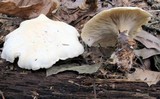 Clitocybe robusta image