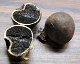 Scleroderma michiganense image