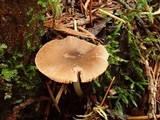Pluteus leoninus image
