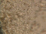 Pluteus leoninus image
