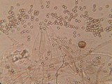 Pluteus leoninus image