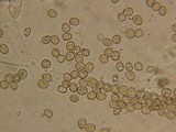 Pluteus leoninus image