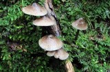 Mycena subcaerulea image