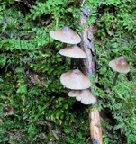 Mycena subcaerulea image