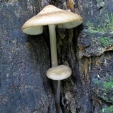 Hymenopellis furfuracea image