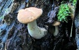 Polyporus radicatus image