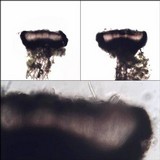 Opegrapha vulgata var. vulgata image