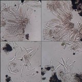 Opegrapha vulgata var. vulgata image