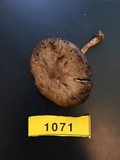 Agaricus californicus image