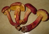 Boletochaete bicolor image