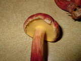 Boletochaete bicolor image