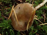 Pluteus brunneidiscus image