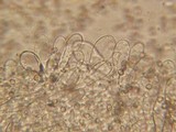 Pluteus brunneidiscus image