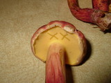 Boletochaete bicolor image