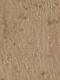 Pluteus brunneidiscus image
