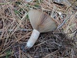Lactarius chelidonium image