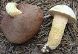 Austroboletus subflavidus image