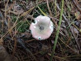 Russula fragilis image