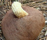 Austroboletus subflavidus image