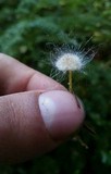 Spinellus fusiger image