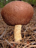 Austroboletus subflavidus image