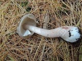 Amanita porphyria image