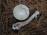 Amanita porphyria image