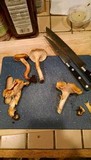 Cantharellus formosus image