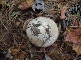 Agaricus silvaticus image