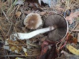 Agaricus silvaticus image