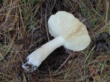 Russula clavipes image