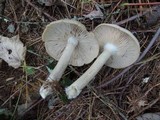 Entoloma rhodopolium image