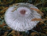 Chlorophyllum olivieri image