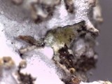 Physconia enteroxantha image