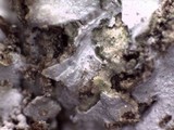 Physconia enteroxantha image