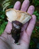 Tapinella atrotomentosa image