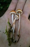 Hypholoma dispersum image