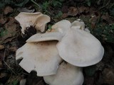Clitocybe subconnexa image