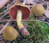 Cortinarius semisanguineus image
