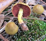 Cortinarius semisanguineus image