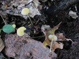 Mycena crocea image