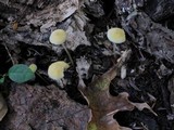 Mycena crocea image