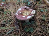 Russula vinosa image