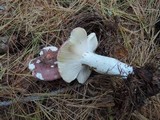 Russula vinosa image