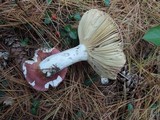 Russula vinosa image