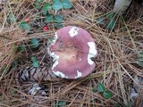 Russula vinosa image