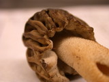 Verpa bohemica image